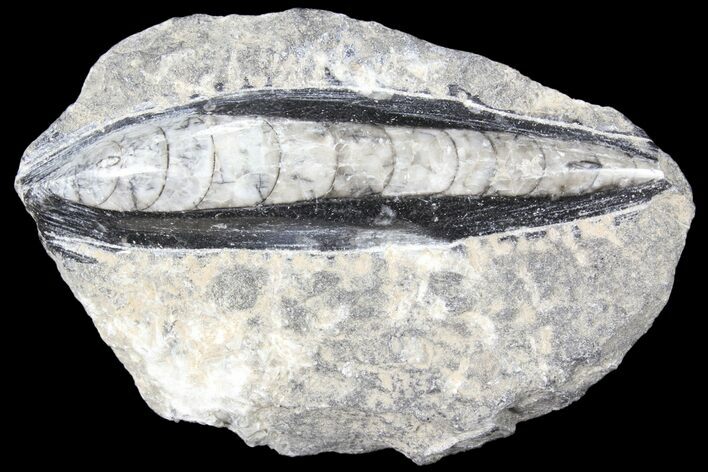 Polished Orthoceras (Cephalopod) Fossils - Morocco #84087